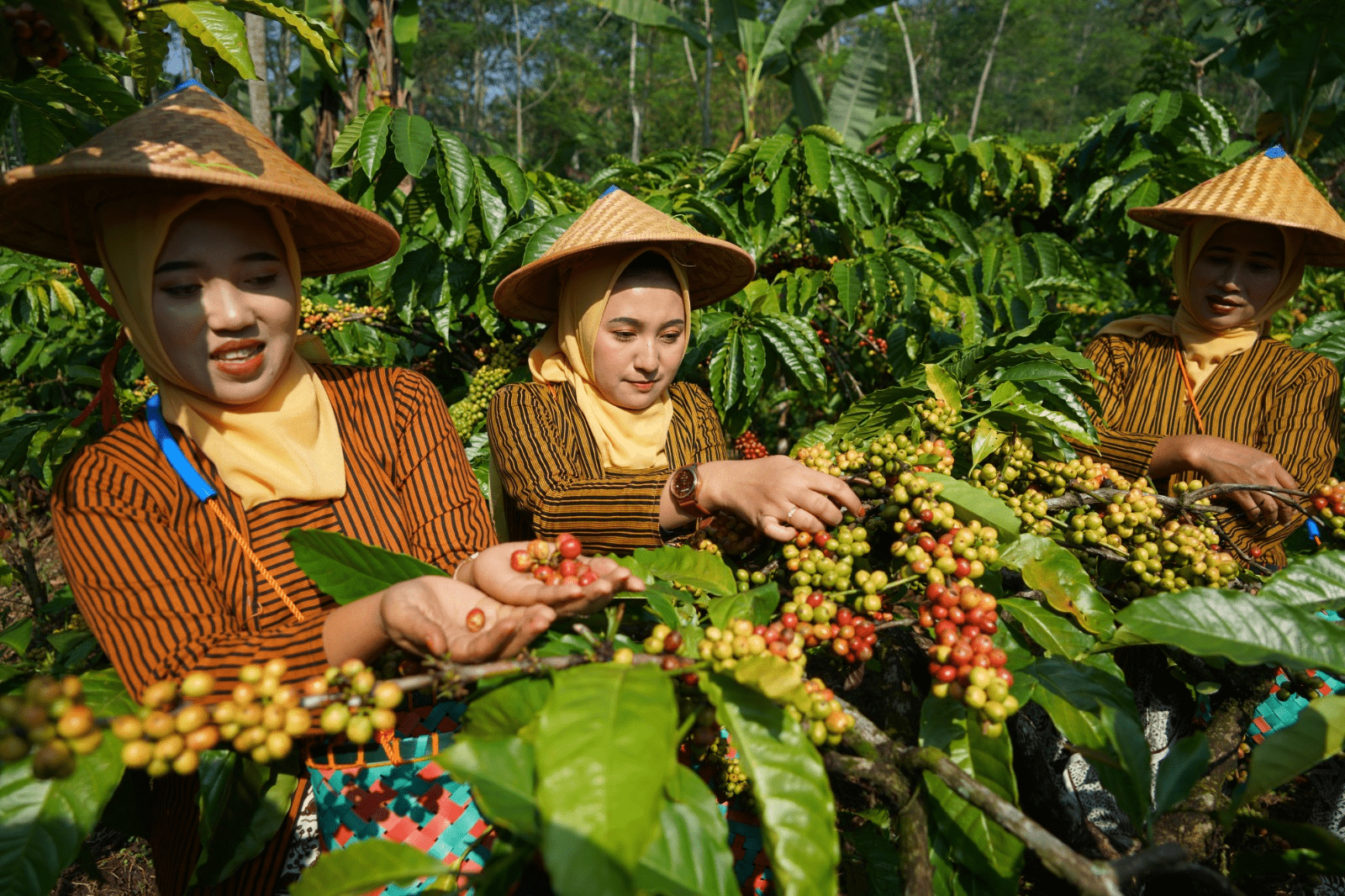 Harga Kopi Melejit Warga Gemawang Tingkatkan Keamanan Ladang