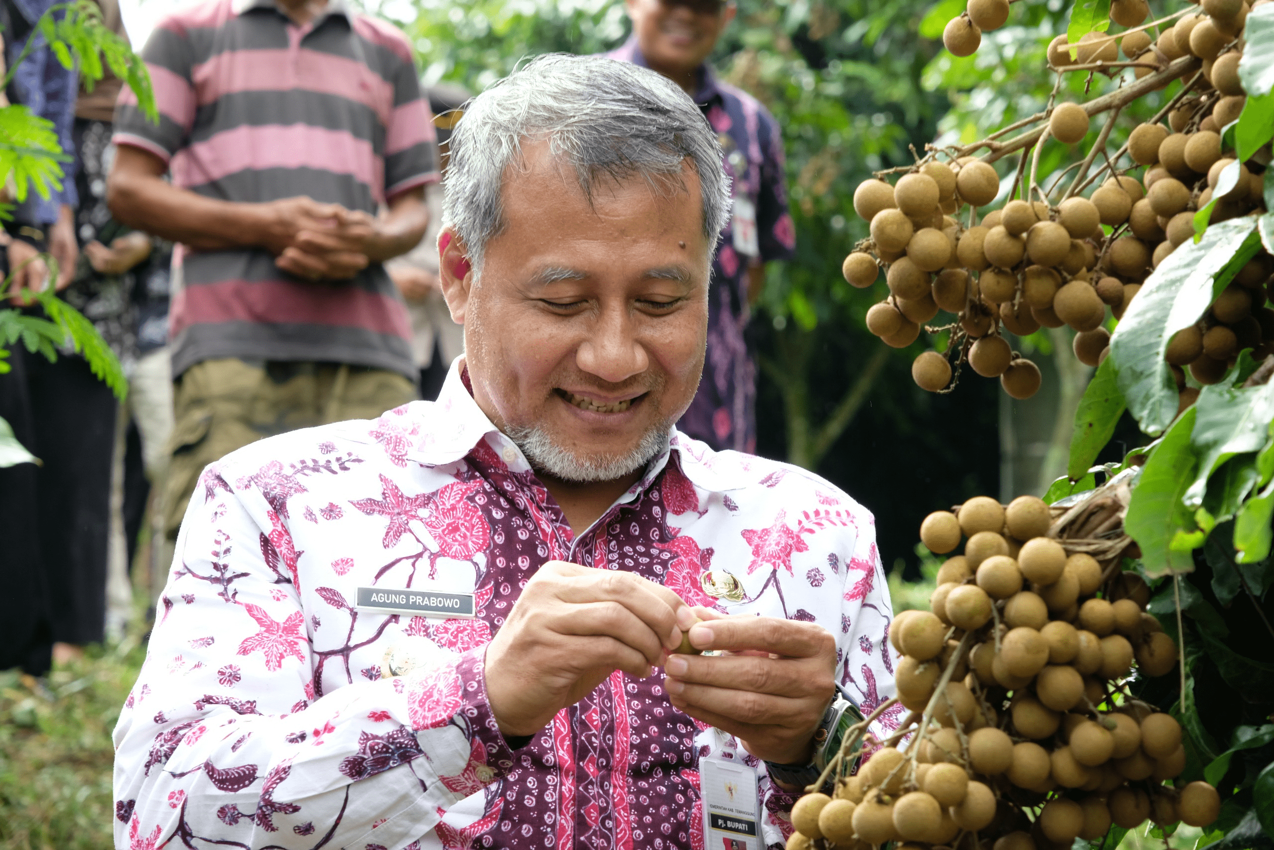 Upaya Mengembalikan Lagi Kejayaan Kelengkeng Pringsurat Temanggung