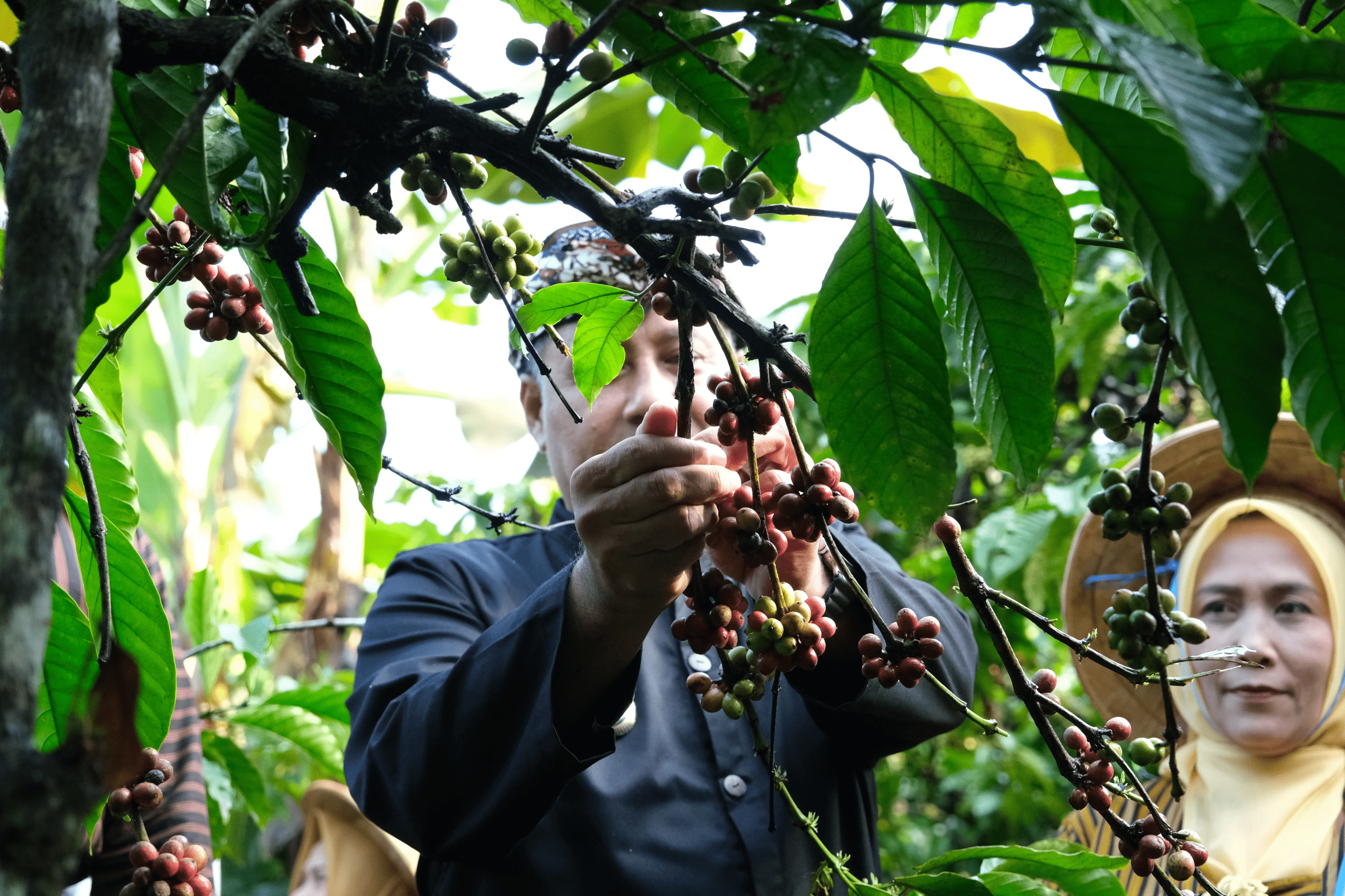 Meski Harga Tinggi, Pj. Bupati Minta Petani Tetap Jaga Kualitas Kopi