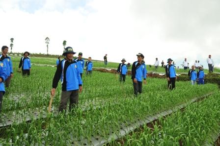 Tingkatkan Produksi, Lahan Budidaya Bawang Putih di Temanggung Diperluas