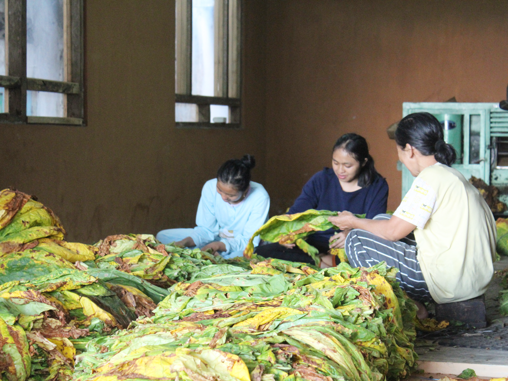 Petani Berharap Harga Tembakau Bisa Sesuai Harapan