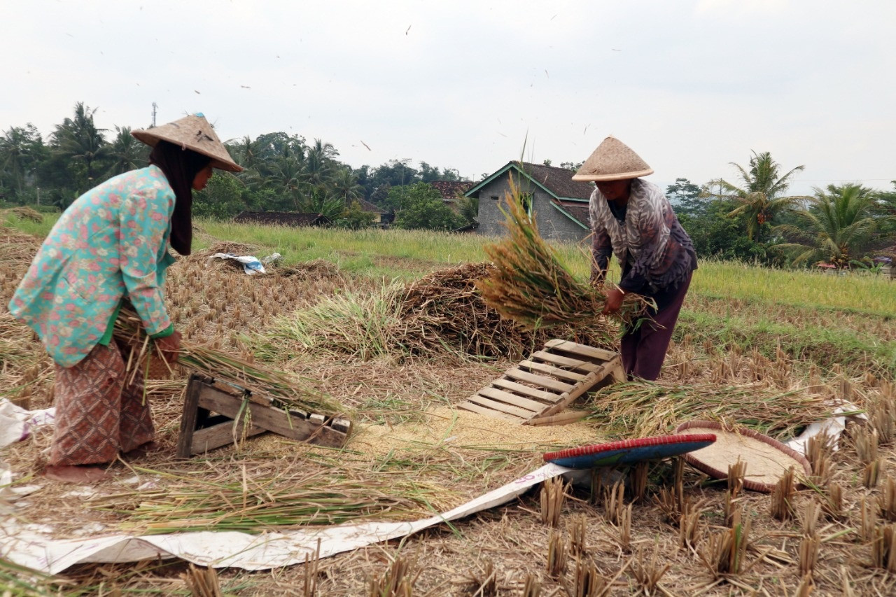 Bantu Warga Terdampak Covid-19, Petani Sumbangkan Hasil Panen Padi 