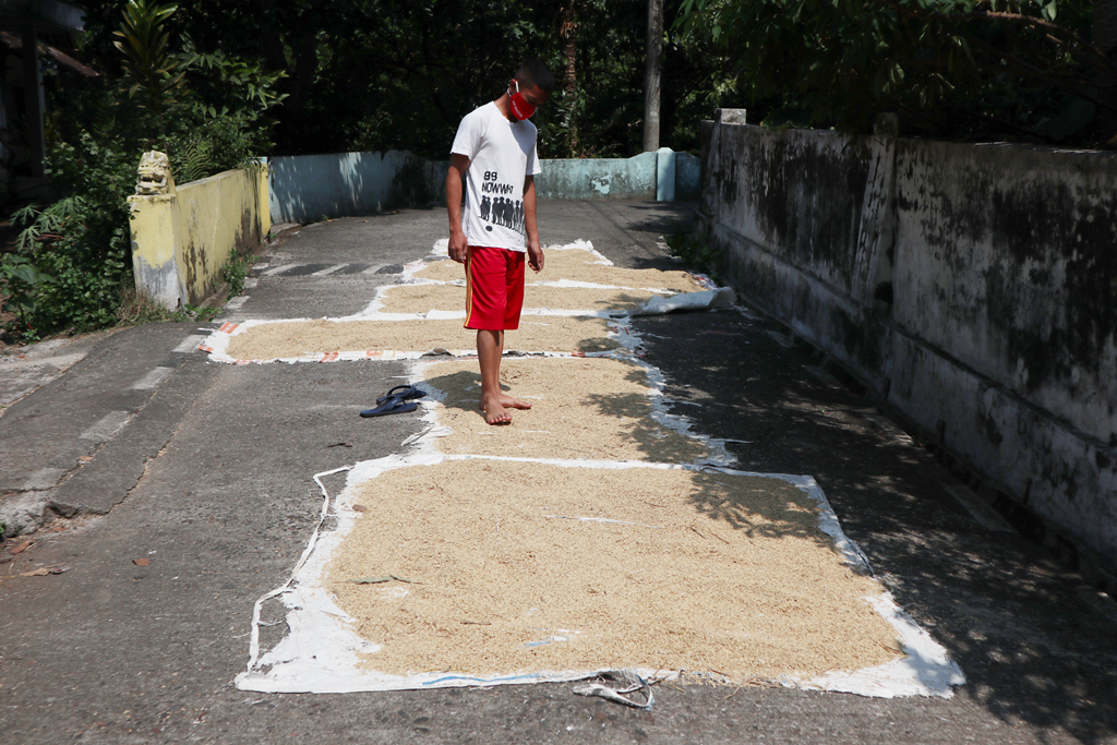 Harga Gabah Alami Kenaikan, Petani Senang