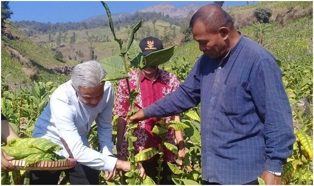 Petani Tembakau Berharap Harga Tembakau Tahun 2018 Tinggi