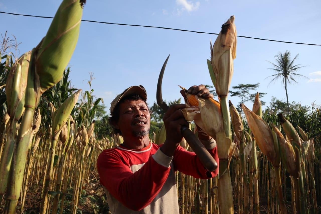 Terpengaruh Pandemi, Harga Jagung Turun Dibanding Tahun Lalu