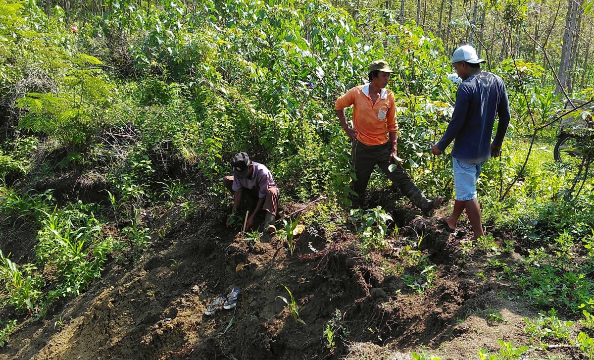 Cegah Kerusakan Hutan, Masyarakat Desa Petung Tanam Pohon di Lahan Gundul