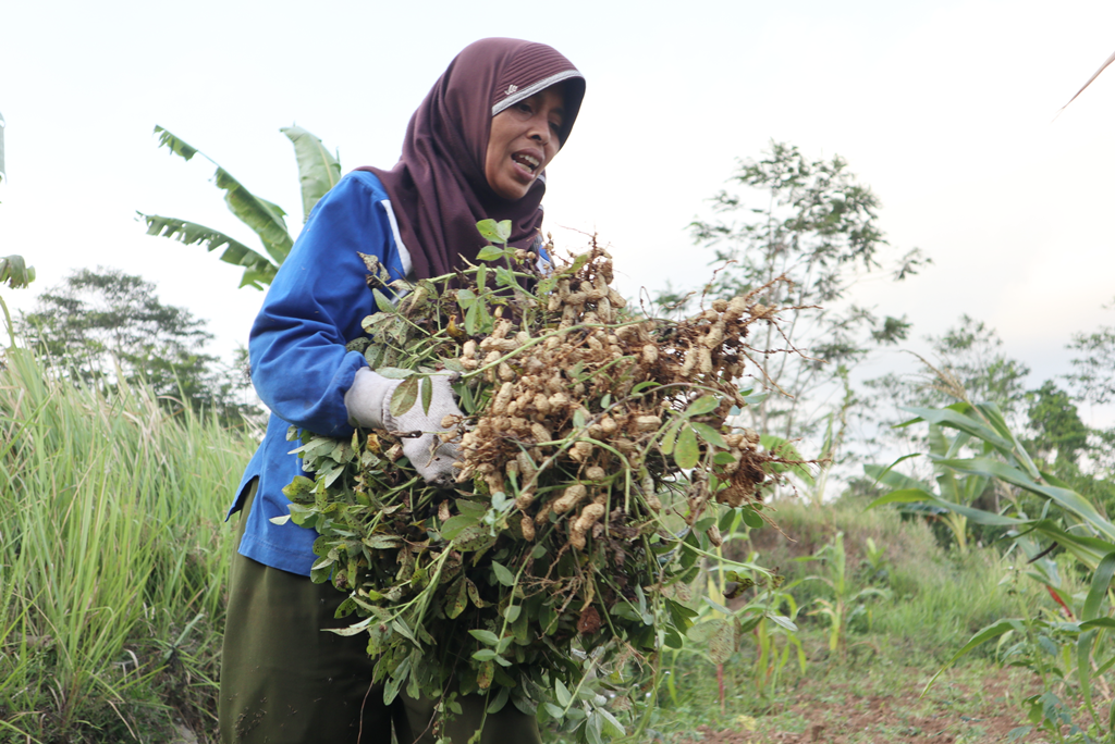 Harga Kacang Tanah Ikut Terpengaruh Pandemi