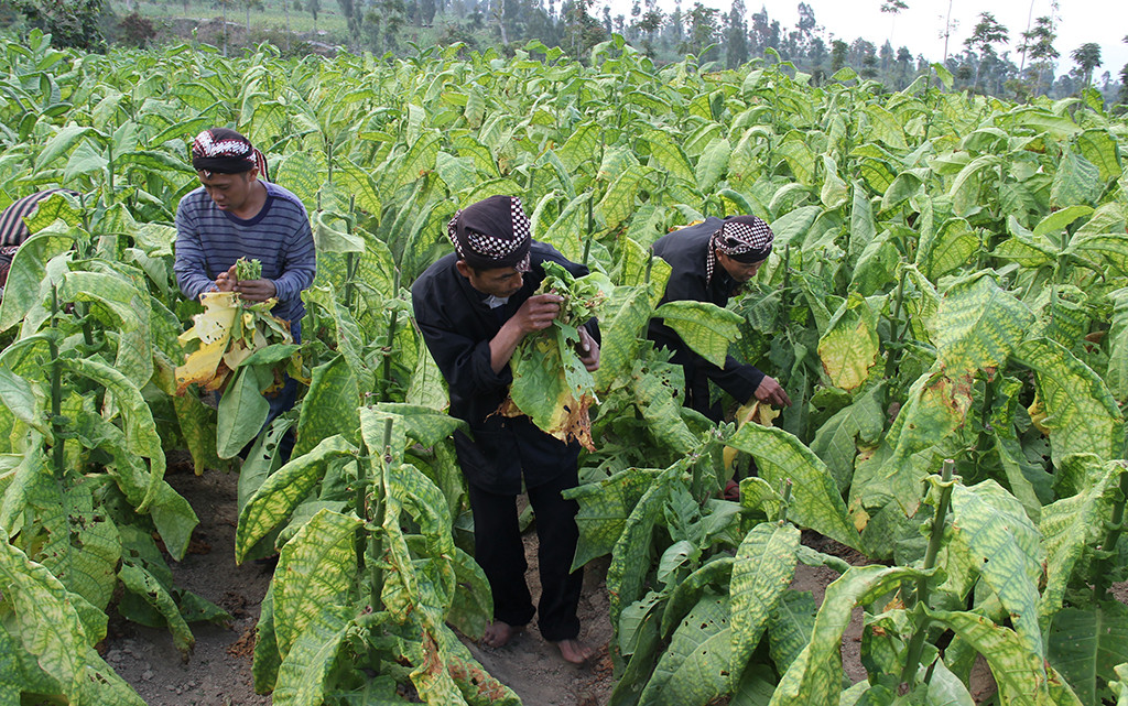 Petani dan Pelaku Pertembakauan Berharap Hasil Terbaik di Tahun Ini