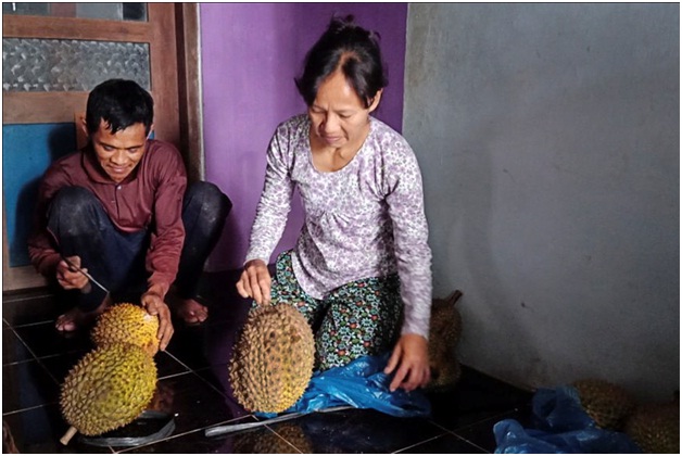 Panen Durian Tahun Ini Kurang Memuaskan