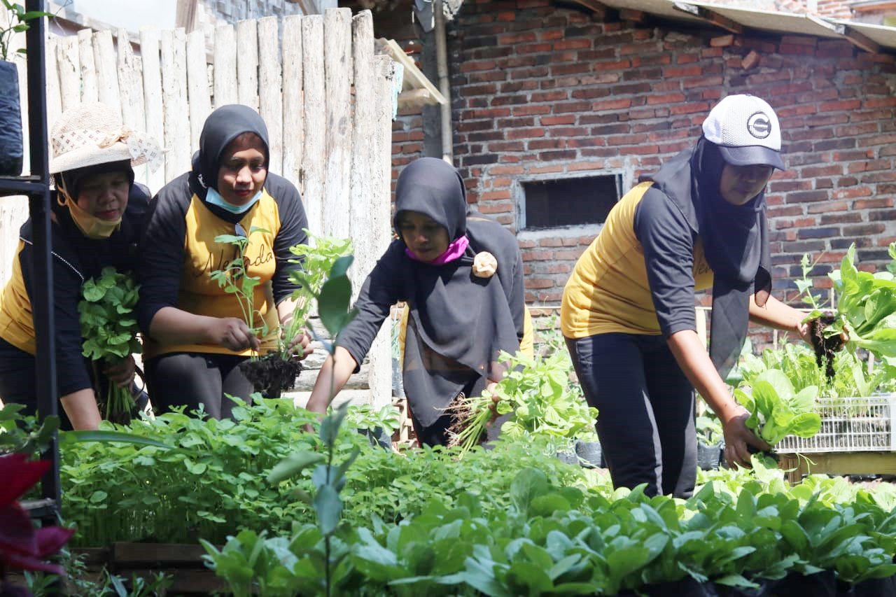 Meraup Nilai Tambah Ekonomi dari Pertanian Organik Pekarangan