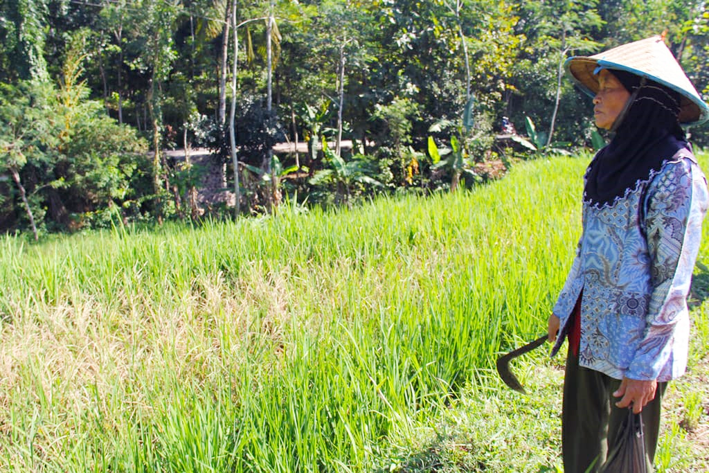 Panen Padi di Desa Kemiriombo Kembali Gagal Karena Serangan Tikus