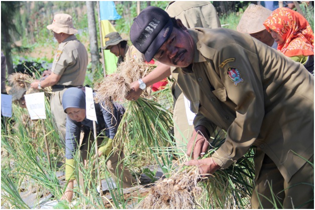 Perbaiki Kualitas Bawang Putih, Pemerintah Akan Maksimalkan Bantuan Untuk Petani 