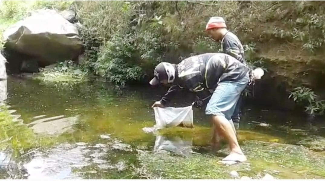 Kembalikan Populasi Ikan Sungai, Disnakan Bersama MMT Tebar Benih Ikan