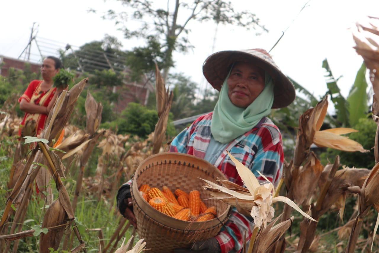 Petani Temanggung Jual Jagung dengan Sistem Tebasan