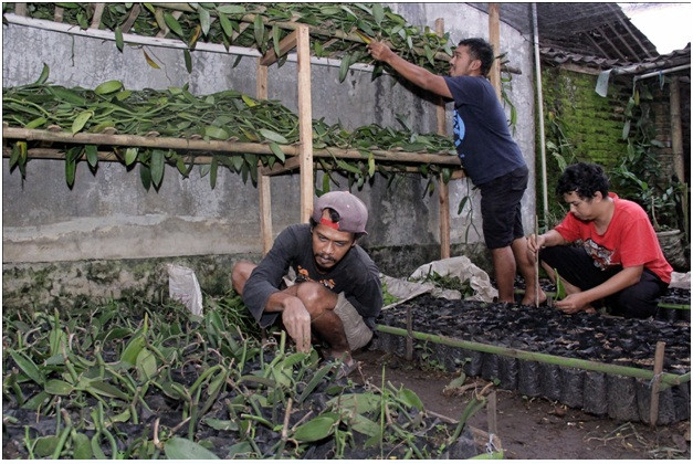 Komoditas Vanili di Kabupaten Temanggung Mulai Menggeliat